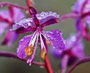 Chamerion angustifolum - Fireweed 4698a_1